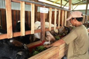 Peternak Asal Sidoarjo, Sukses Kelola Minimarket Kambing Qurban 